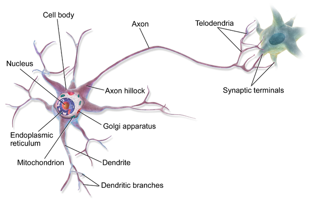 An illustration of a single neuron
